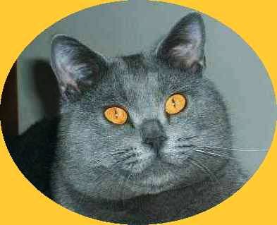 Le chartreux